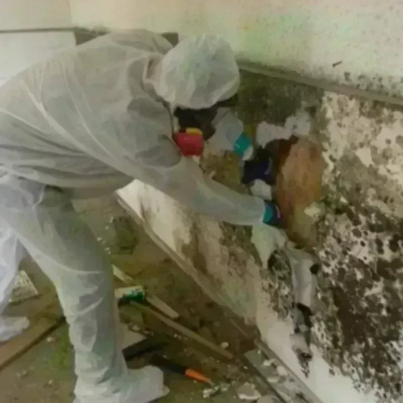 Mold Remediation and Removal in Marathon, FL